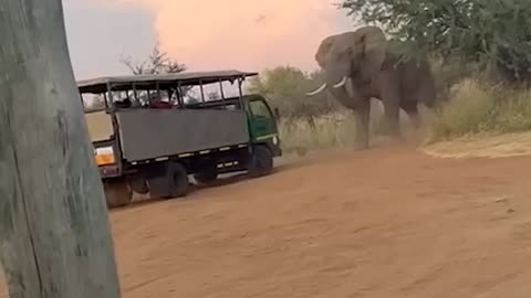 Elephant lifts safari truck in South Africa