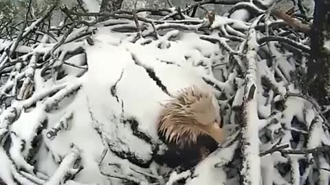 Mother eagle protects the nest through winter ❤️❤️