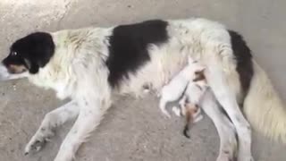 Dog feeding two kittens