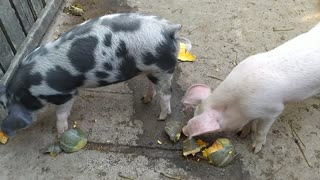 Two pig brothers have lunch
