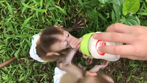 Baby Monkey BiBi drinking milk, Animals Home