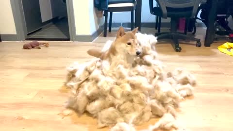 Shiba shedding