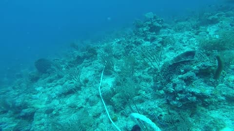 189 Anchor We Found on Conch Wall