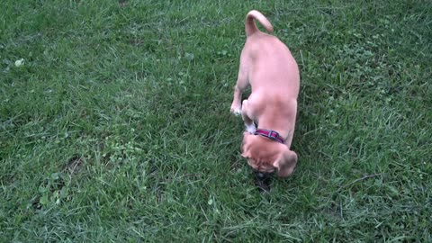 Max the Puggle Puppy Playing