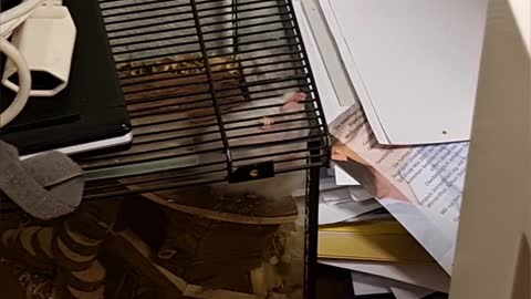 Hamster wants to escape from the cage!