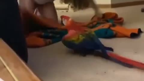 Parrot playing with its owner at home, very fun
