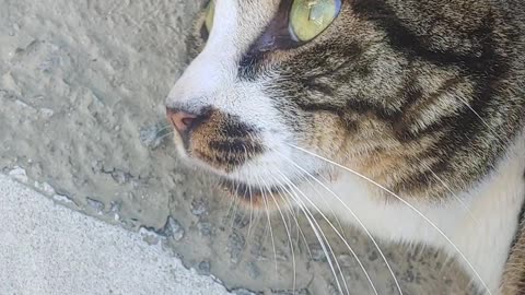 Korean cat lying on the floor