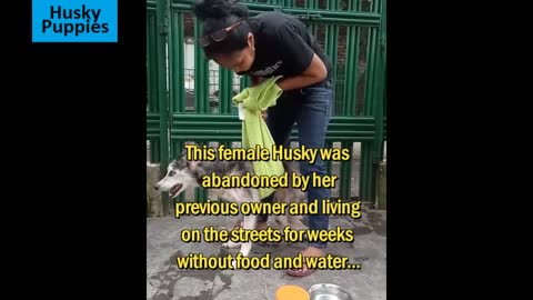 Starving sick dog rescued by animal lover 1000000 1 million views on YouTube