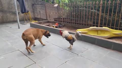 Funny animal 🦴🦴Dog VS Cock Epic Fight