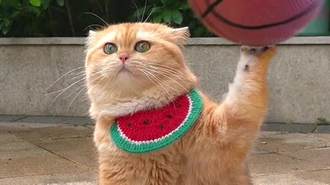 Cat playing basikit ball