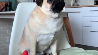 Pug Howls Along To Various Squeaky Toy Sounds