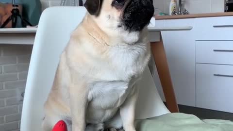 Pug Howls Along To Various Squeaky Toy Sounds