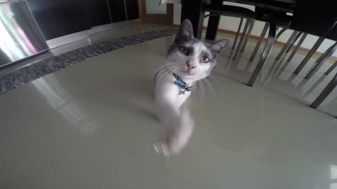 My Cat doesn't Like my Gopro