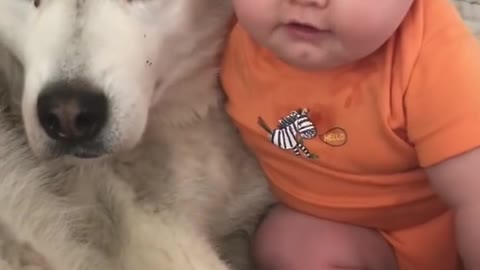 Husky & Baby Becoming Best Friends!