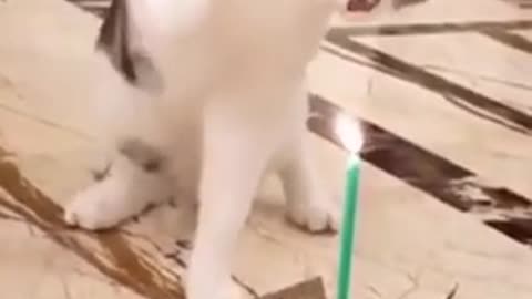 Cat vs Candle