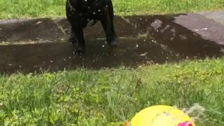 Black french bulldog plays in sprinkler
