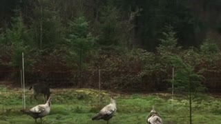 Turkeys defend their farm from nosy deer