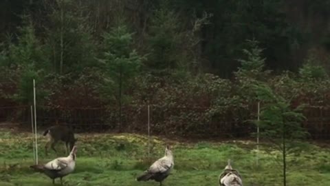 Turkeys defend their farm from nosy deer