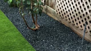 Professional Turf Installers Backyard 3