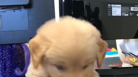 Bring 1 month puppy to work day