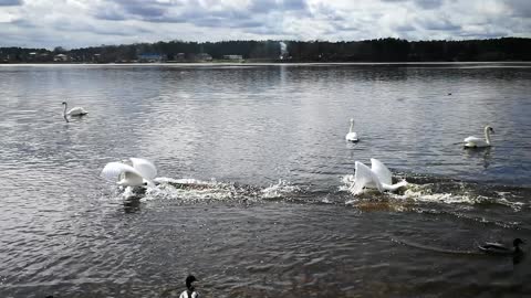 A swan chasing another swan