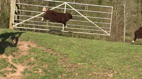 Sheep Literally Jump For Joy For Arrival Of Spring