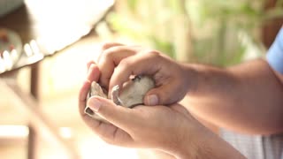 Tiny pet squirrel loves a good belly rub