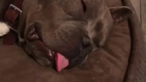 Brown pitbull dog sleeping with tongue out