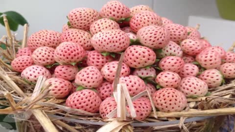 RARE AND UNIQUE HEALTHY FRUIT WHITE STRAWBERRY TASTE LIKE PINEAPPLE (PINEBERRY)