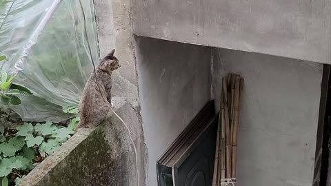 Ninja Cat Jumps To Balcony