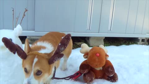 3 reindeers! corgi the reindeer eats snowman the reindeer!