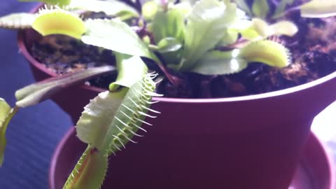 Carnivorous plant (Venus flytrap, Dionaea muscipula) with a mosquito