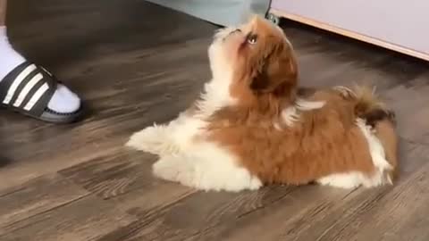 Funny and Cute Dog Videos - Cute Puppy