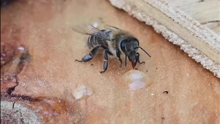 How a honey bees eats/collects. 🐝