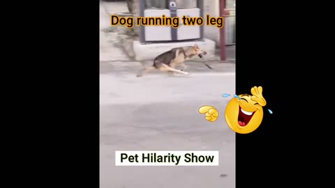 New Funny Animals 😄 Funniest Dogs reaction 2024 😹🐶 Part 5