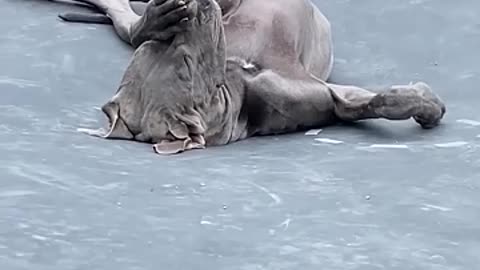 Great Dane Naps on Trampoline