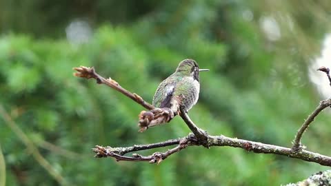 Hummingbird [4K ULTRA HD] Chill Out music - Soundtrack and video for your FreeCopyright video