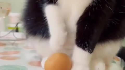 cat funny moments