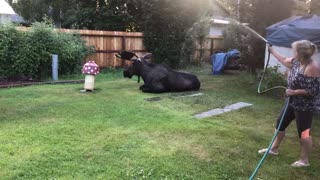 Moose Settles for a Shower