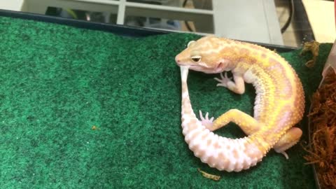 Leopard gecko eating skin!!