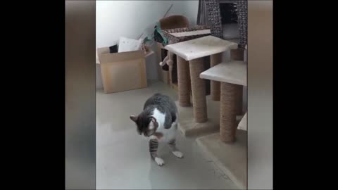 playing cats for kids