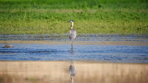 The bird is walking in the river