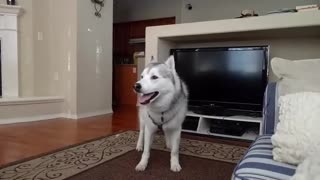 Alegre husky hace caprichos buscando atención