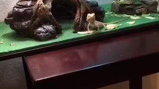 Bearded Dragon Greets His Owner From Across The Room