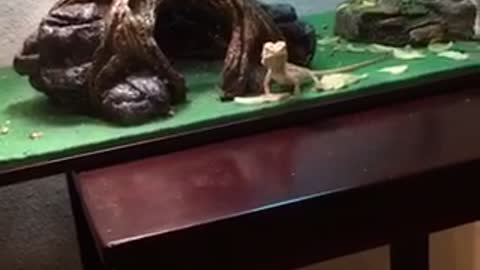 Bearded Dragon Greets His Owner From Across The Room