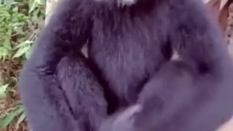 Monkey making some CRAZY sounds!