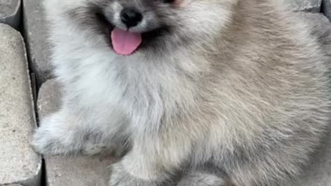 2.Cream Sable Pomeranian Puppy