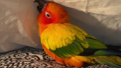 Parrot plays under bed sheets
