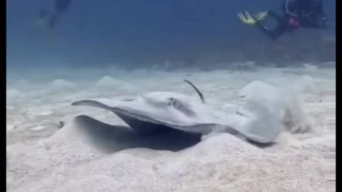 Whip Tailed Stingray