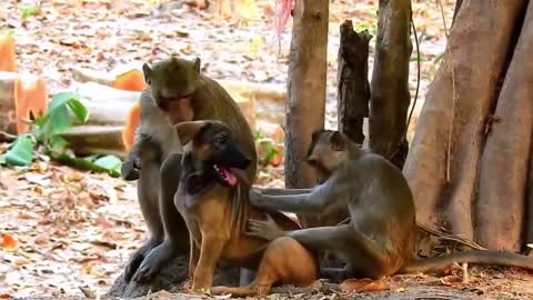 monkey feeling with dog